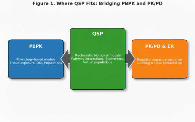 Figure 1. Where QSP fits: bridging PBPK and PK/PD with curved bidirectional connectors