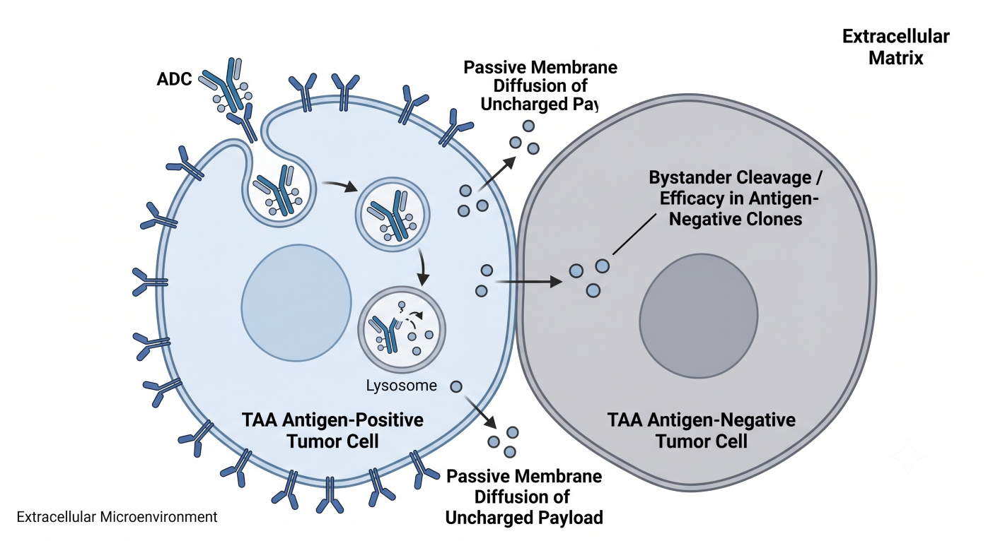 Spatial Tumor Microenvironment and the Bystander Effect