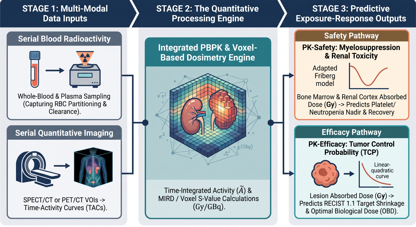 Flowchart schematic detailing the integration of serial blood gamma counting and quantitative imaging into a voxel-based PBPK dosimetry engine to predict Friberg myelosuppression and Tumor Control Probability.